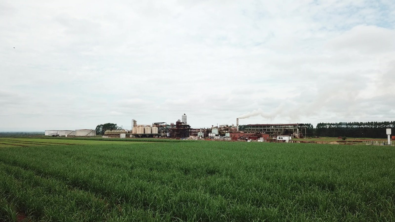 Raízen diz que não há previsão para fechamento de usinas em Rio Brilhante (MS)